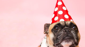 What to buy a Dog for its birthday?